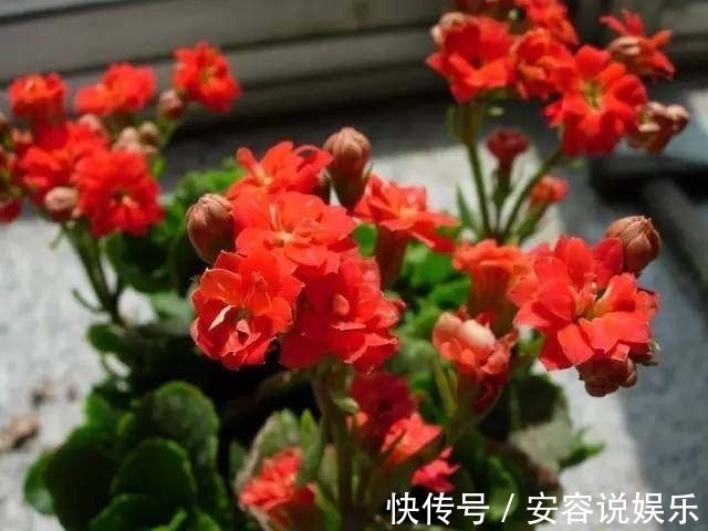 磷酸二氢钾|养了几年的长寿花,不开花,别人的花开满盘,原来是这样!