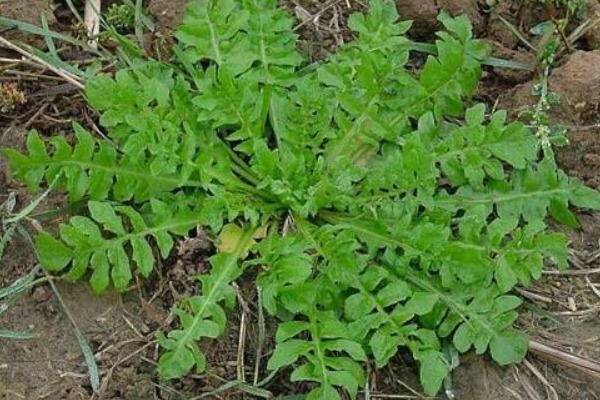 荠菜|野菜中的“4金刚”，钙含量是牛奶的2倍，吃过的人都说好！