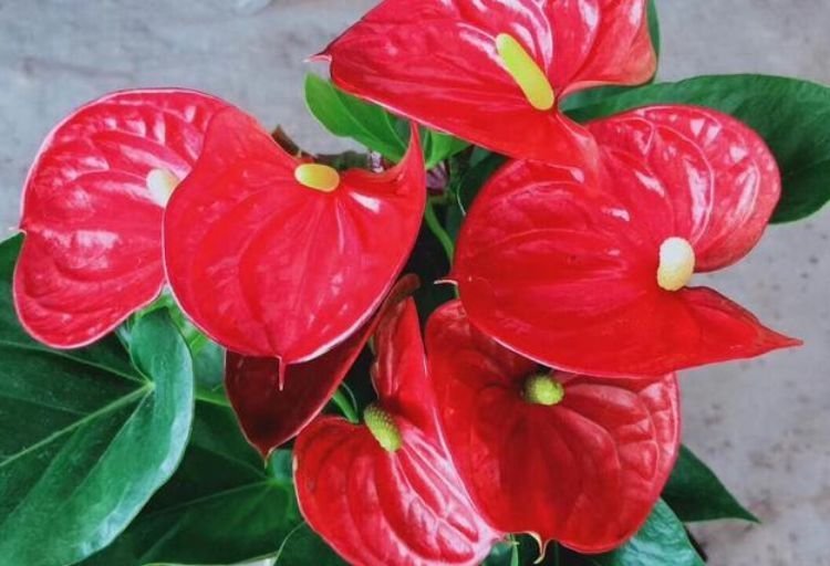 4种花比香水还好闻，花色鲜艳明亮，姿态优美，开花勤还爱爆盆