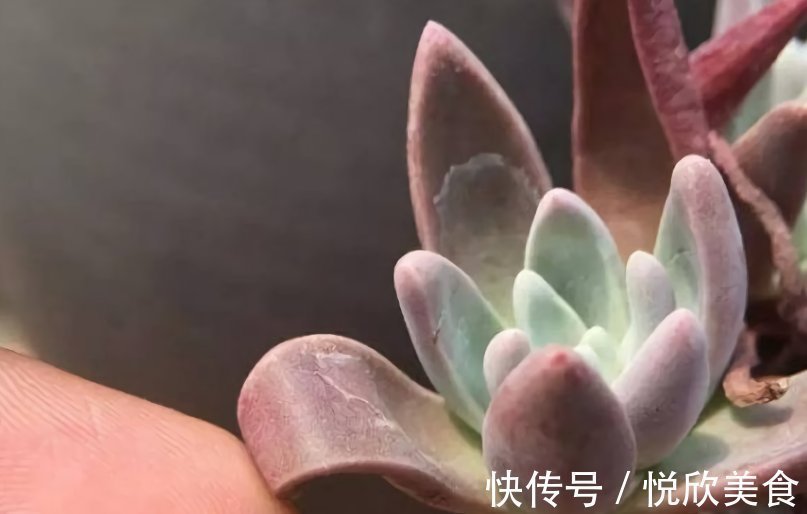 多肉植物什么时候浇水,看这3处精准判断,四季适用,全国通用