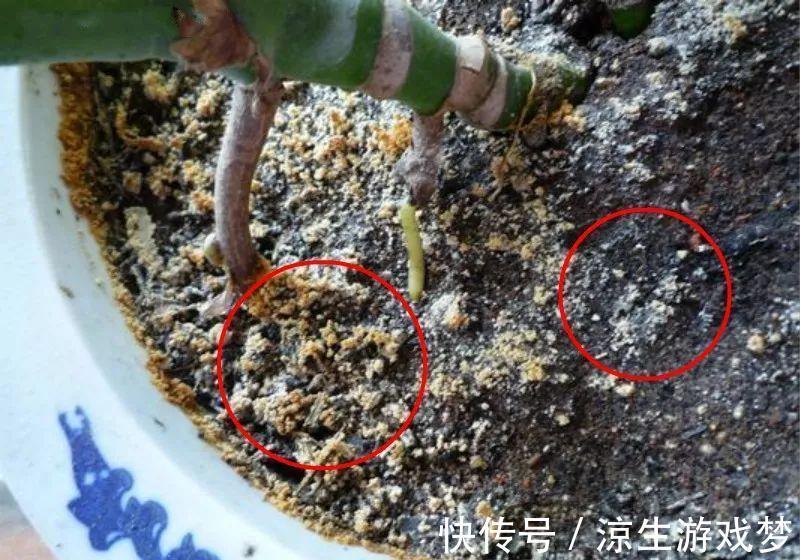 花盆里出现这东西，赶紧换土，不然一浇水就烂根