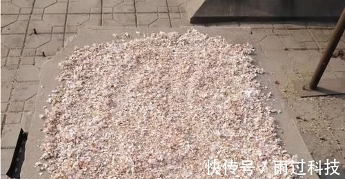 养花|拿到蛋壳别急着养花,按“这要求”处理,给植物施肥才不出问题