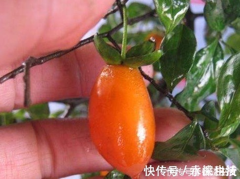 此种花养成老桩可卖高价,不用花钱买,只需一点果肉,就能存活!