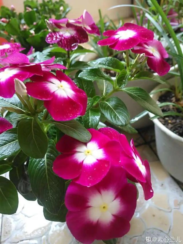 想要家里四季花开,这20种花,连续能开300天,完全不歇气