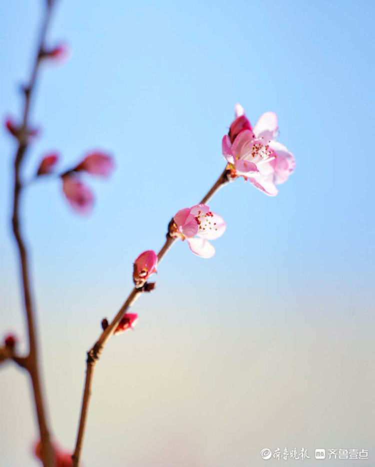 花意争春！济南千佛山公园的梅花，暗香袭来|就地过年?春在身边| 花意争春！济南千佛山公园的梅花，暗香袭来\＂,\＂i10\＂:\＂就地过年?春在身边