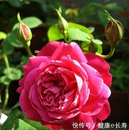 25个抗性超好的月季品种,又好养开花有多,新手好养适合盆栽!