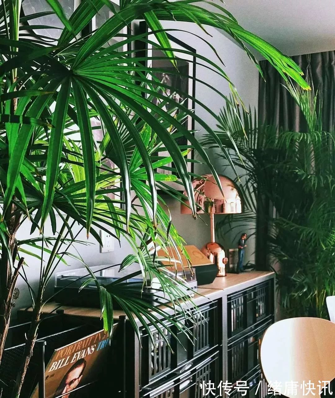 牡丹吊兰|4种花能观赏能“养人”,建议养几盆,好看又利于健康