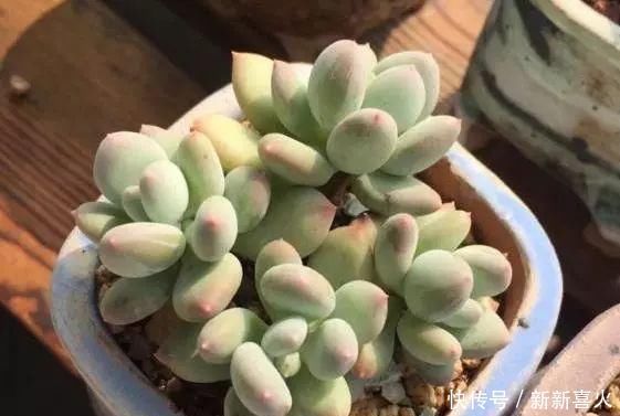 多肉植物|夏天养多肉植物,这“4点”要牢记,安全度夏,轻松养“爆盆”
