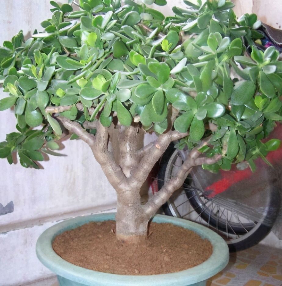 养文竹|有7种花“不喜水”,浇多了就烂根,越旱长得越旺