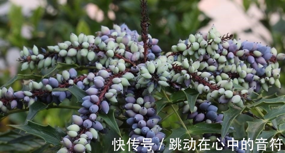 山中|若在山中遇见“它”,请引起重视,别有意破坏,价值高,不允许!