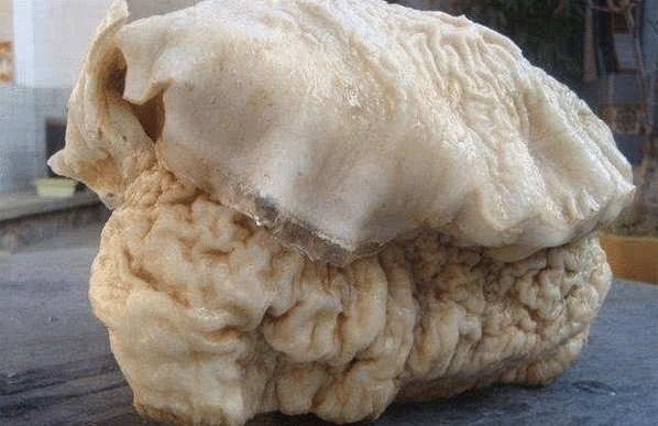 庐山@中国“太岁”是什么物种?揭开太岁的庐山真面目,你想都想不到