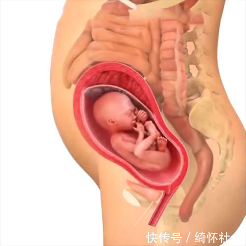 发育|孕期40周胎儿生长发育组图,胎儿是这样一天天长大的