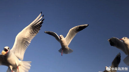 栈桥成为最火景点，你到栈桥喂海鸥了吗？