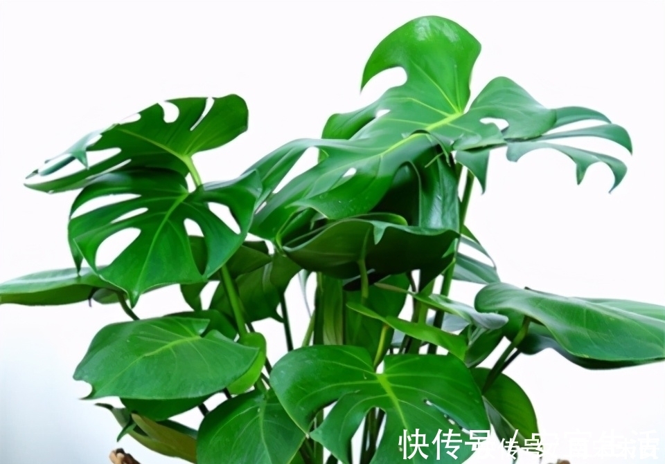 龟背竹，冬天浇水有节奏，叶片又大又绿，个个能“开背”