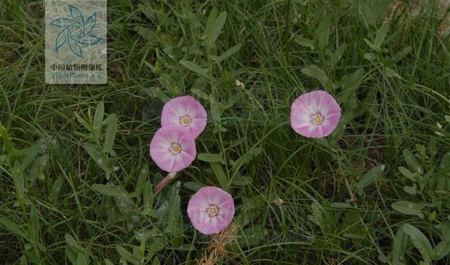 中药大辞典|田旋花，见过吗祛风止痒，止痛治牙痛、神经性皮炎