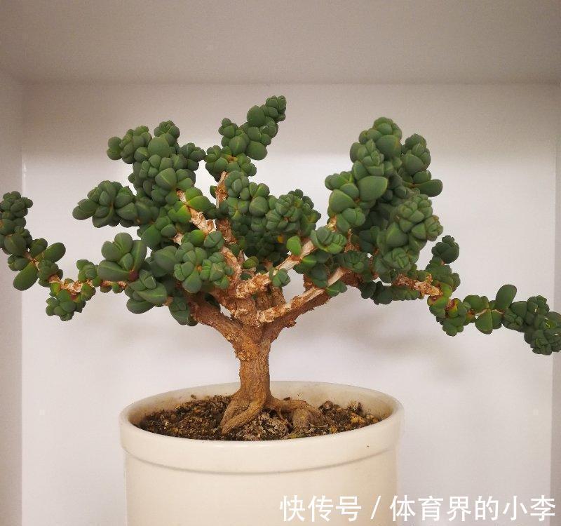 多肉鹿角海棠,经过大师修剪,养成了盆景老桩,价格翻了10倍