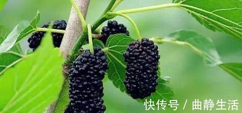 排毒抗衰|几种很常见的食物，坚持常吃，排毒抗衰，养护血管，营养又健康