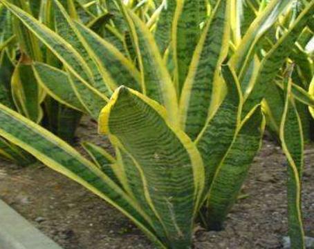 养好虎皮兰，一天一点“黑渣”不能少，新芽一钻就10个，盆盆爆