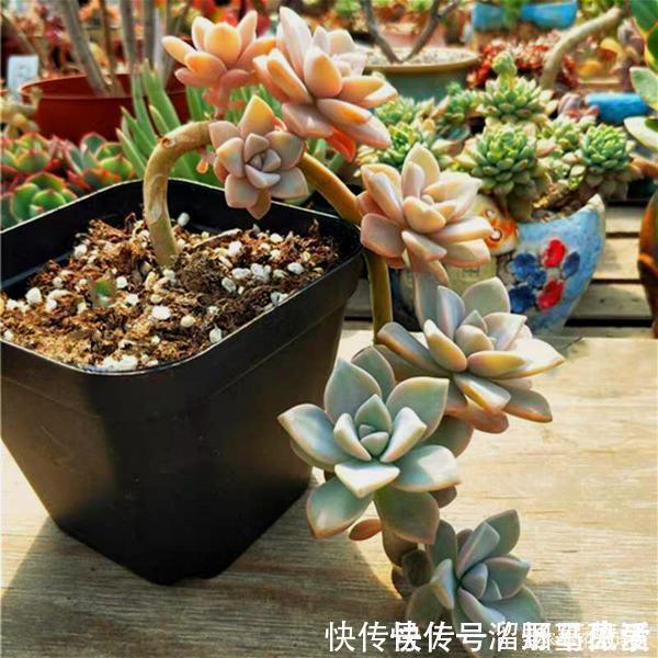 名字很美的多肉,一听名字就知道颜值高,好看又好养才是关键