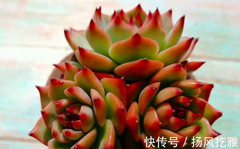 橙梦露|如何打造甜蜜色多肉?选对品种,养出糖心就是了,很少有人不喜欢