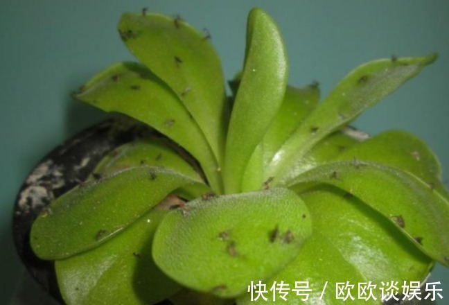 学会用洗衣粉，入坑养花，消灭害虫特别简单