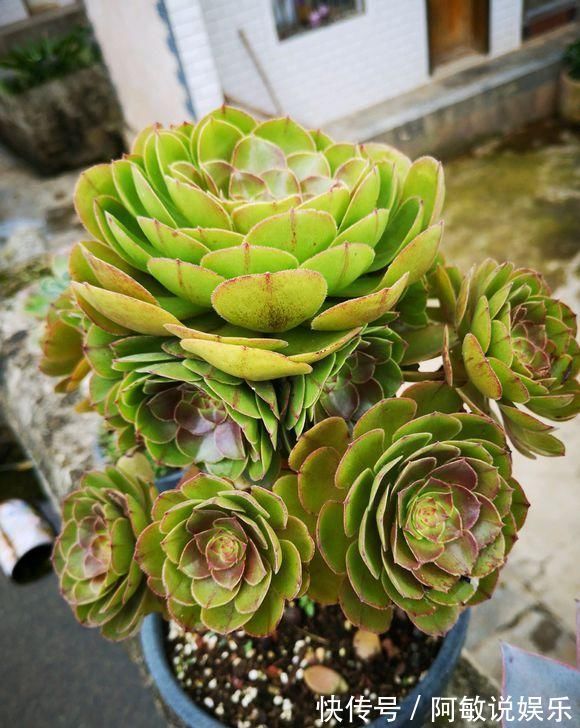 下雨天|新手养多肉,从学会浇水开始,常见的两个问题,要学以致用