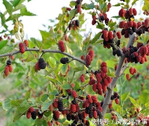 种植|古人说的:“五树进宅,人穷家败”,是指哪5种树,为何不能栽?