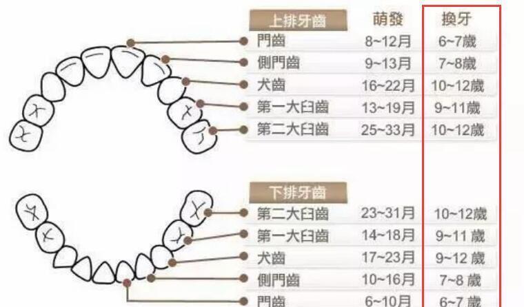 恒牙|最全儿童换牙时间表：儿童换牙何时开始、何时结束？一图说清