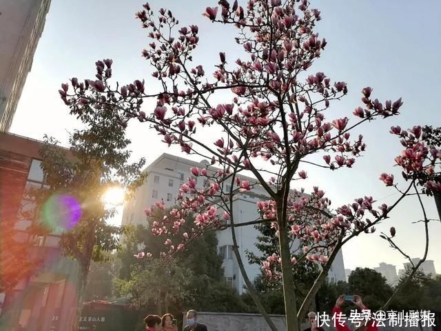 莫负春光赏花时，我在京山这里，等你来