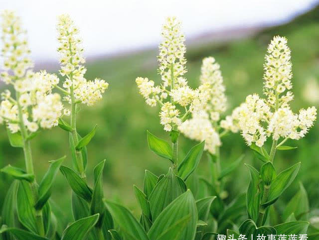 复苏|5天后,桃花入命,旧爱回头,重拾感情,破冰和好,旧情复苏