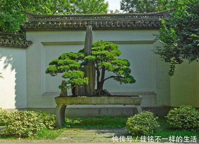 五针松“盆景”桩材,不会养护造型老师傅这就教你一招