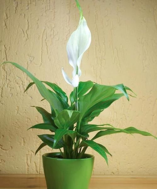 白掌，被称为“清白之花”，叶子、花朵却像一只只小帆船