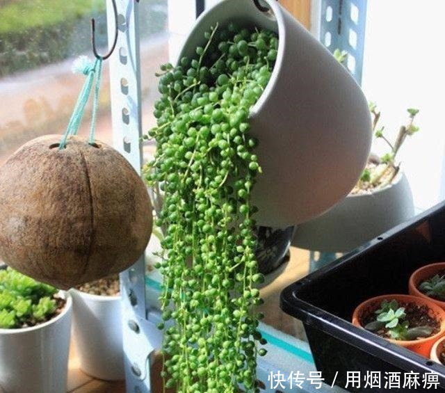 厉害了! 4种能养出瀑布形状的多肉植物！