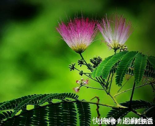 中药|一味中药,让你不生气不焦虑,具有保健作用和养生功能,快来了解