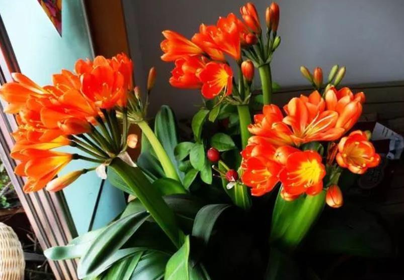 君子兰有“3忌”,做错其中一个,养多少年都不开花,新手要谨记