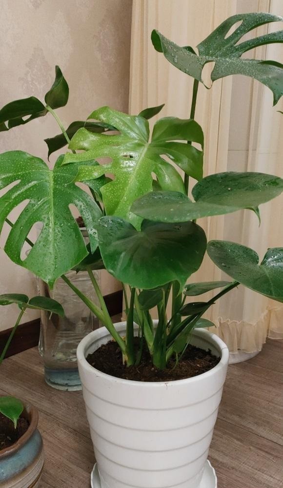 植物|这种植物最适合家养，叶子油绿，长势飞快，关键还能净化空气