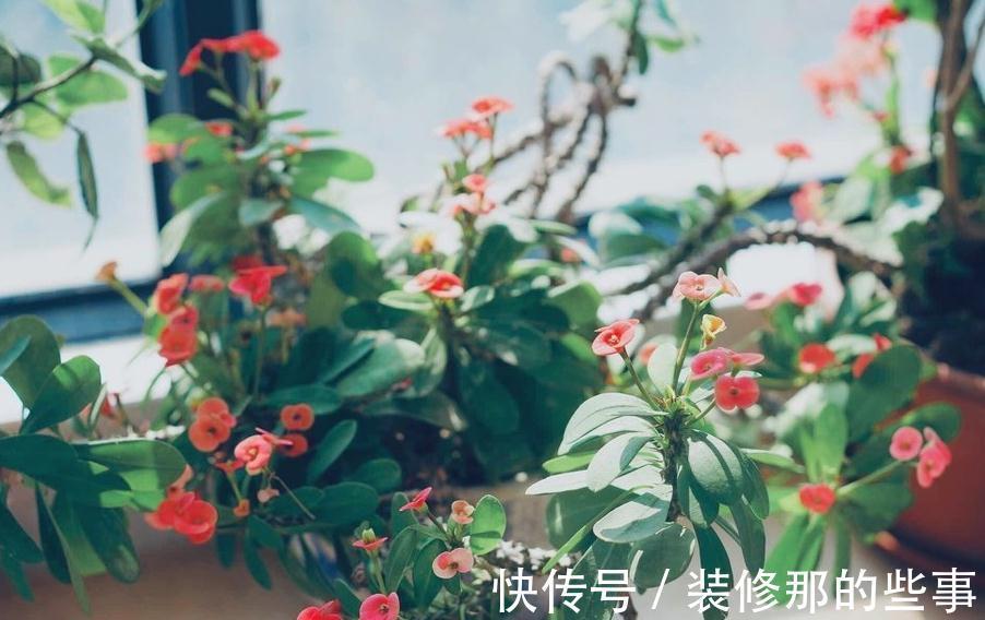 优秀的室内盆栽植物虎刺梅,应该怎么养才能花繁叶茂呢