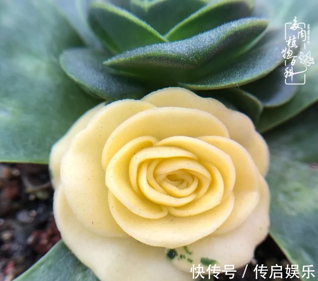 科普“山地玫瑰锦”万中无一,仙气缭绕!附养护知识!