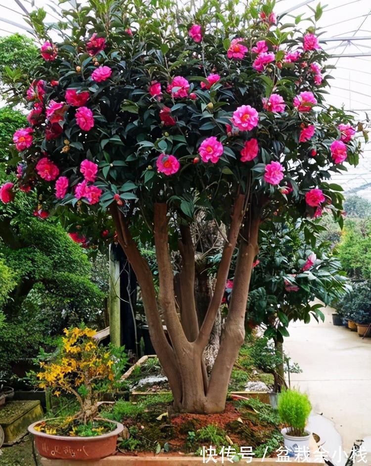 茶花|有钱人家的院子,爱养这4种花,高档有品味,富贵又典雅