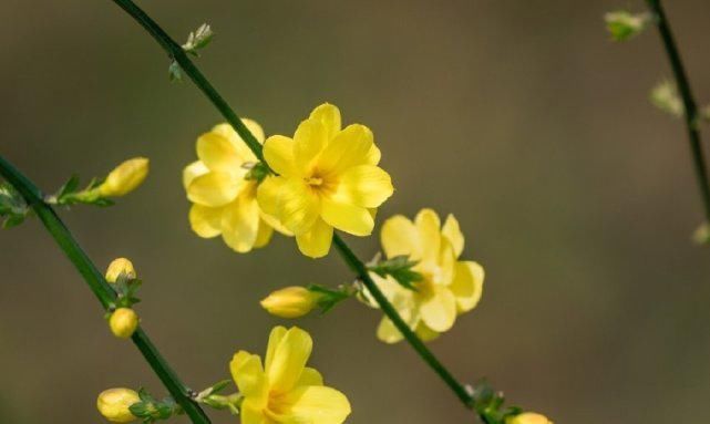 好时光、畅我心怀。见桃花敛，梅花落，杏花开