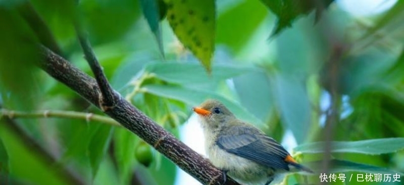 白居易见小孩打树上的鸟,于是写下一首诗劝告,足见一片仁爱之心