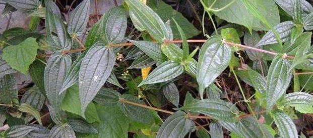 食用价值|农村一野草,过去拿来喂猪,根部奇特酷似人参,炖肉是一绝