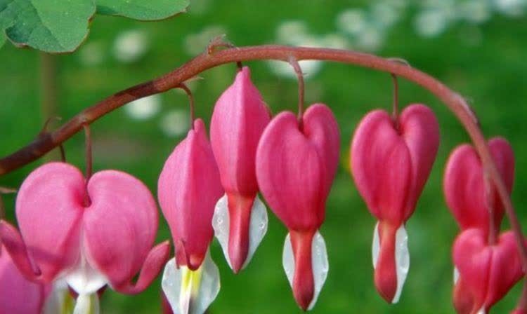 4种花好养又漂亮,随便一养成花海,鲜艳无比,开成百花园