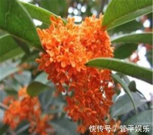 桂花不仅仅是一种美丽的花，它还有一定的功效与作用