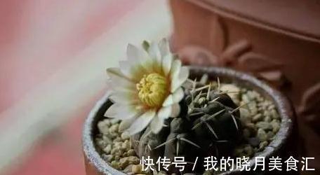 论怎样为变丑的多肉植物整容