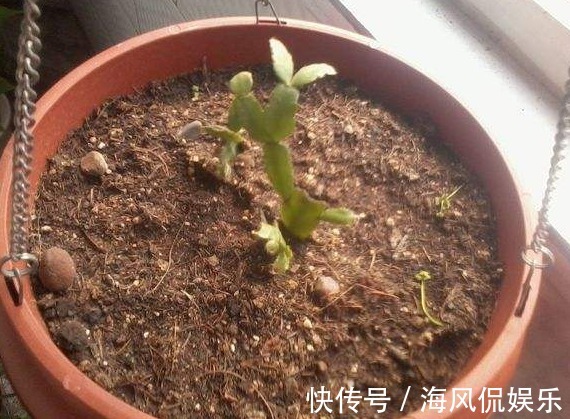 还花什么钱买蟹爪兰,用上养花高手的方法,不花一毛钱就能养出来