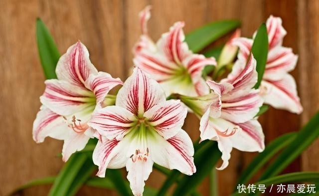 能量|花草体内开花能量“枯竭”,花苞会“诚实”告诉你