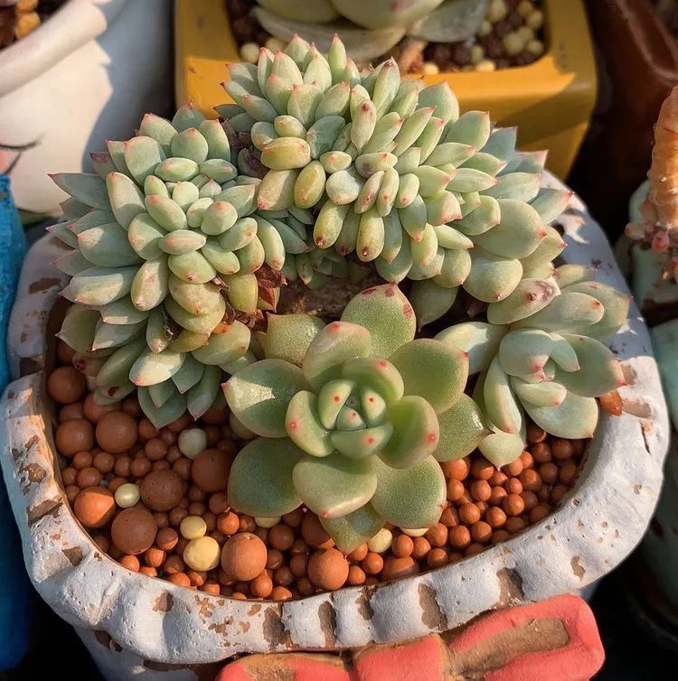 半年时间,多肉从3盆发展到600盆,入坑切莫太心急!