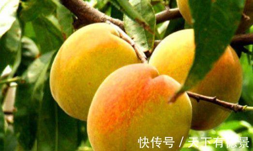 美容养颜|女性到了中年常吃的食物，减肥瘦身，美容养颜，改善肤质