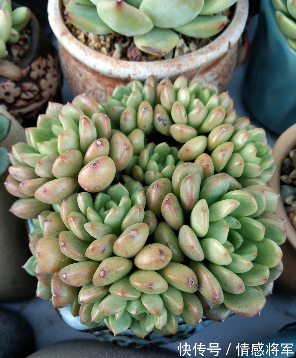 叶片|多肉红宝石，秀妍，沙罗姬牡丹，蜡牡丹等如何快速出状态